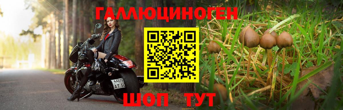 Псилоцибиновые грибы мицелий Отрадный